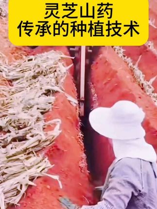 #创作灵感 #山药种植 #灵芝山药 #基地直发 #原生态乡村生活