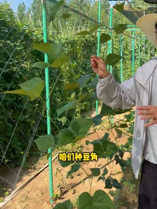 平棚爬藤架#包毡杆#玻璃纤维杆