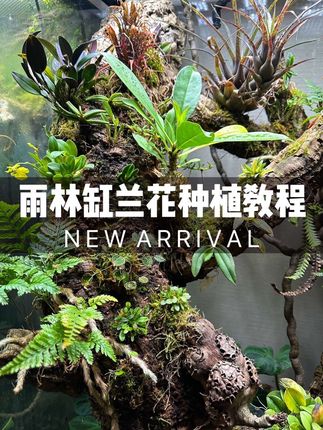 单茎类兰花种植教程 #植物造景 #景观设计 #雨林缸造景 #造景 #兰花