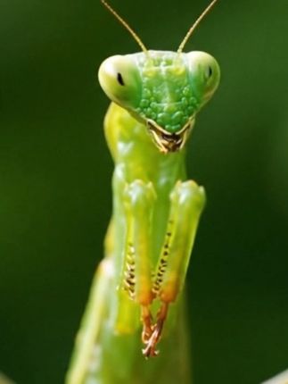 昆虫世界 #神奇的大自然 #微观世界 #原创视频 #昆虫世界 #奇趣自然
