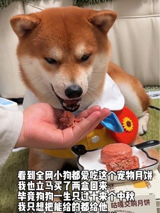 祝全网的小狗中秋节快乐,大家的小狗都吃上宠物月饼了吗?#豆柴 #宠物月饼 #宠物零食 #中秋节快乐 #狗狗