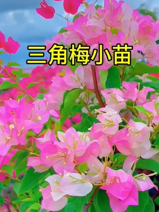 三角梅小苗 基地直发 品种繁多 四季勤花#三角梅 #耐高温适合夏天种植 #爱生活爱养花 #花卉绿植 #好看的花一定要分享給你