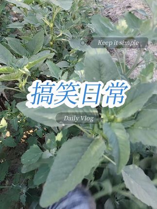 早晨早早起床把菜园子的杂草把我拔得气死了😂😂😂#搞笑日常