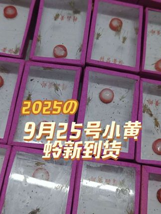 #小黄蛉大黄蛉#鸣虫小黄蛉#小黄蛉叫声好听