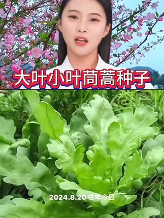 好吃又好种的四季茼蒿,您的种子准备好了吗? #大叶茼蒿小叶茼蒿种子#大叶茼蒿#小叶茼蒿#大叶茼蒿种子#小叶茼蒿种子