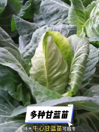 #牛心甘蓝苗 #紫甘蓝苗 #蔬菜种植 #三农种植 #阳台种菜