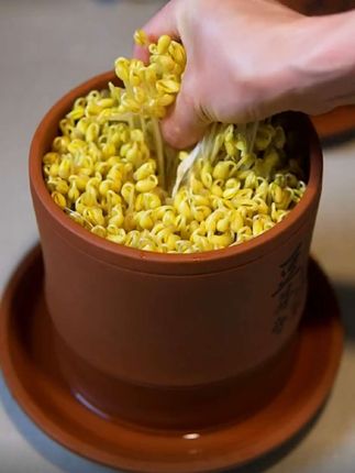 古方豆芽紫砂#豆芽罐#豆芽机#发豆芽机 #自发绿豆芽 #五谷杂粮