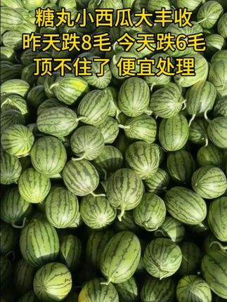 #西瓜#小西瓜#强烈推荐 #新农人计划#优质农产品