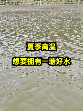 夏季高温想要拥有一塘好水,一定要学会用菌#高密度养殖#水产养殖#芽孢杆菌#鱼虾蟹养殖