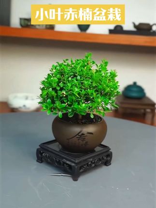 家里有脾气不好的,晚上睡不着的家人们来看看这盆小叶赤楠T211 | #小叶赤楠 #花卉绿植 #室内绿植 #好物推荐🔥 #我的花花草草🌸🌸