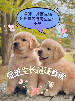 #科学养宠攻略 #养狗经验分享 #萌宠推荐官 #养狗小知识 #养狗人