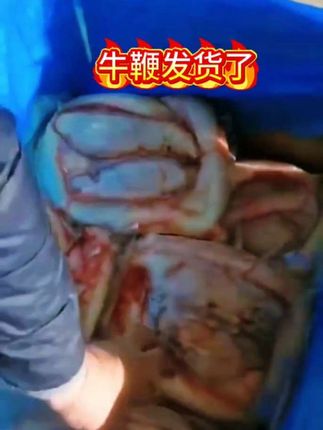 牛鞭每天都有现货全国各地顺丰快递发货#牛鞭宝 #美食 #延安美食 #热门 #热门话题1600000亿流量