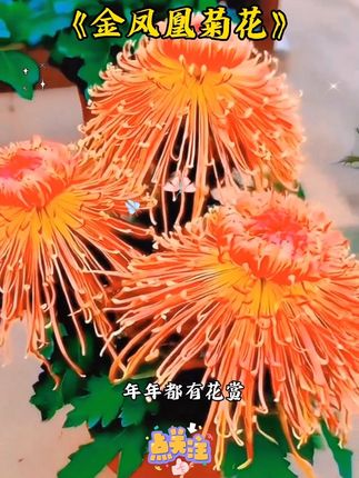 #创作灵感 #绿植盆栽 家里有阳台、小院的朋友们注意了,现在正是种植金凤凰菊花的好时节,它开花时见花不见叶,颜色鲜艳亮丽,而且非常好养活,一年四季都能开花#金凤凰