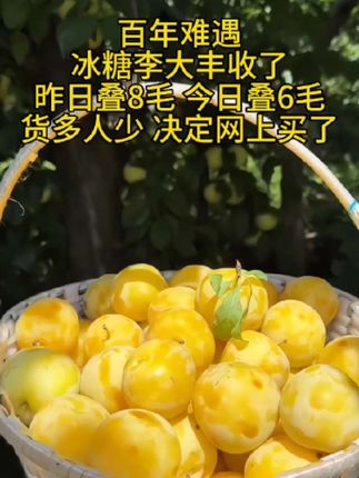 #冰糖李子大丰收了 #冰糖李子熟了 #现摘现发新鲜到家 #新鲜采摘新鲜发货 #新鲜应季水果
