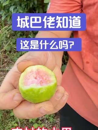 #原创视频 #新鲜采摘 #脆甜多汁 #你的家乡有这种果子吗