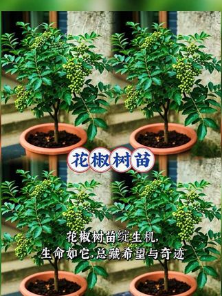 #花椒树苗 #大红袍 #大红袍花椒 适合庭院,农家小院种植