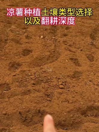 凉薯种植土壤类型选择以及翻耕深度#凉薯种植技术#凉薯种子