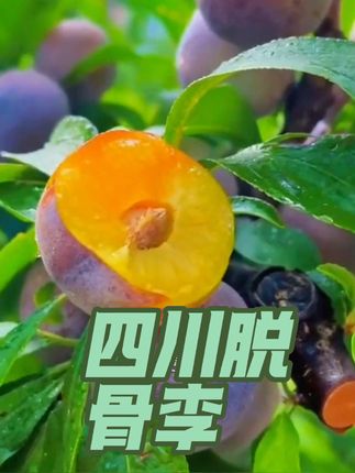 #优质农产品 #新鲜采摘 #三农 #三农种植 #应季水果