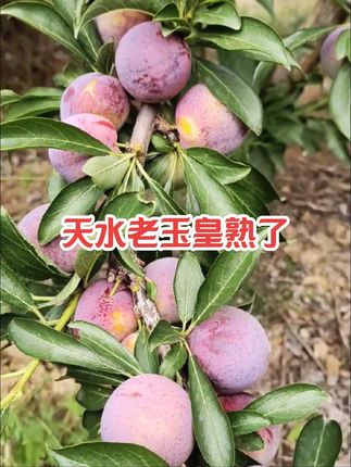 甘肃天水老玉皇上色成熟了#农家自种 #快来一起尝个鲜 #应季水果 #硕果累累 #天水老玉皇
