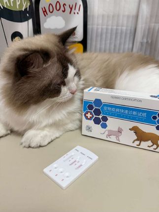 花了大几千买的猫猫担心有猫瘟猫传腹,不用再去医院花大几百 检查了,就用这个检测卡#猫瘟检测卡 #猫传腹 #养猫新手 #我的养宠日常 #猫咪