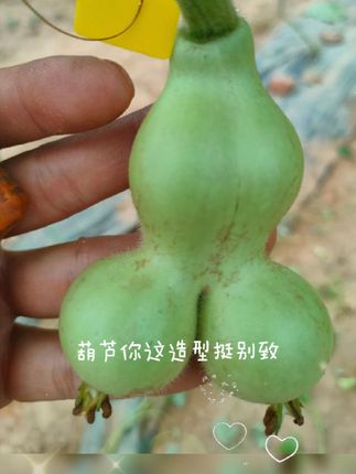 千葫千面,一点不假。五花八门,千奇百怪,歪瓜裂枣。#葫芦 #葫芦种植 #异型葫芦 #文玩葫芦 #葫芦药水