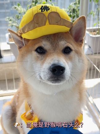 人,俺今天可是“孙大圣” #柴犬 #关门小狗 #今天吃什么 #吃俺老孙一棒 #起到一个造型的作用