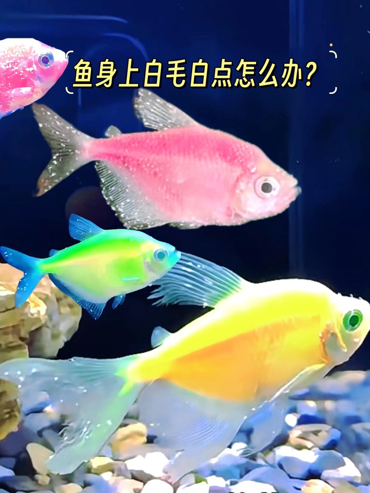 #养鱼人 #观赏鱼 #鱼友 #养鱼 #风水鱼