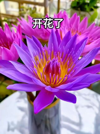 养束睡莲吧,它太美了!#睡莲 #睡莲盛开 #睡莲养护 #睡莲开花非常好看漂亮