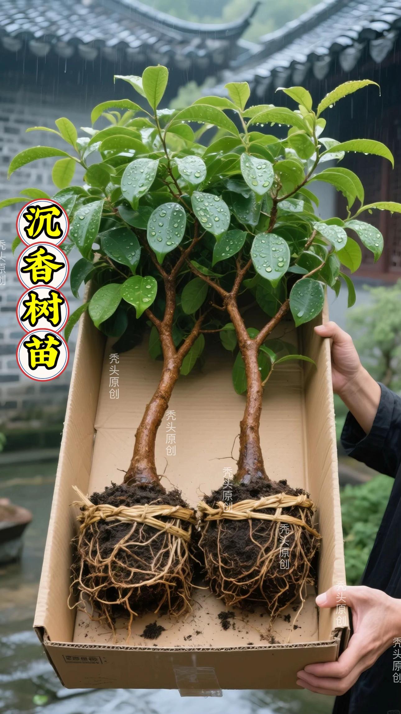 “沉香非木,乃香中芝亡。”古人云:“奇楠沉香,一两沉香一两金。”这株香气四溢的沉香苗,正是自然的馈赠。 常绿盆栽,带土发货,无论是家中点缀还是送礼佳选,皆为上品。 米快来入手这款海南白睦箱苗,让生活 满溢香气与和立!•#沉香树苗 #别墅庭院植物 #沉香树 #沉香树种植 #花卉绿植
