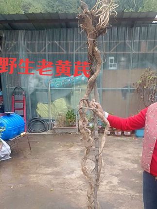 一条60多年的老黄芪##黄芪 #野黄芪甘肃 #养生就是养健康