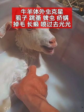 #牛羊体外驱虫 就用#除癞灵 #养羊技术 #三农 #创作灵感
