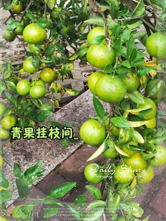 #硕果累累 #快来一起尝个鲜 #庭院果树 #自家种植