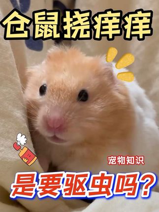 仓鼠挠痒痒是要驱虫吗? #仓鼠挠痒 #仓鼠驱虫 #仓鼠寄生虫 #小仓鼠 #仓鼠喂养攻略