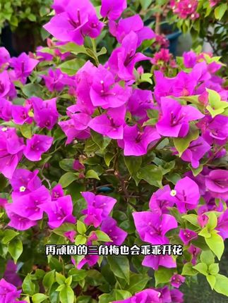 三角梅促花方法 #三角梅 只长叶子不开花,不要想着剪一剪就可以,要想三角梅开花,多做这一步,轻松让你的三角梅花开满枝头#爱生活爱养花 #三角梅促花 #爱生活爱养花 #花卉绿植