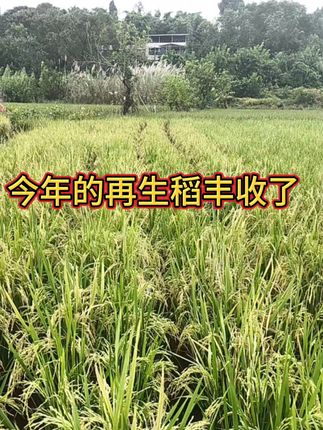 今年的再生稻真好!农民年年都在增产增收,我骄傲了吗?#我的农村生活 #再生稻 #农业种植