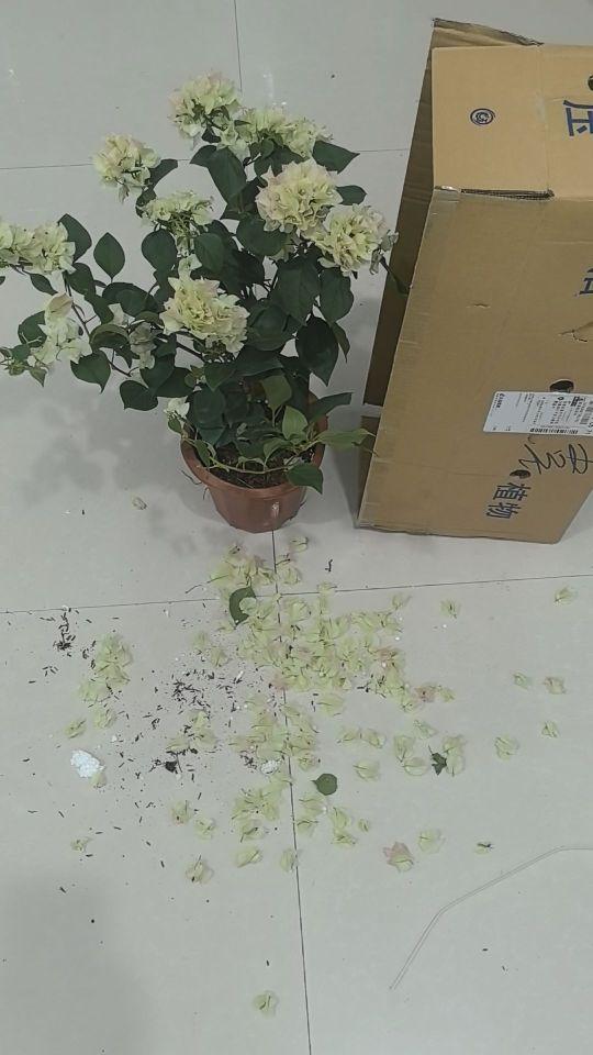 这是我买到最满意的一颗绿樱三角梅,虽然掉了一下花苞,但是花朵还是挺多的下次再来你家买#我在抖音买买买