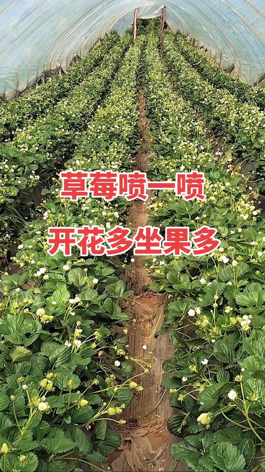 草莓用它喷一喷,开花多坐果多产量高#花芽分化素