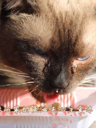 猫真的会哭,吃到喜欢的食物暹罗猫又哭了 #流浪猫纪录片#关注流浪动物#萌宠好物#我镜头下的猫#喵星人
