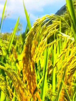 世界遗产梯田的“红玛瑙”!山泉灌溉,古法种植,一年只收一季。每粒都是浓缩的营养精华#红米#梯田红米#大米 #营养美味 #舌尖上的美食