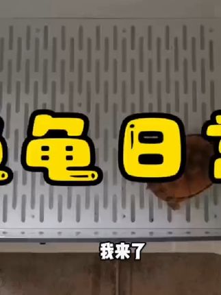可爱小红面#龟龟🐢 #龟宠时代 #养龟日常 #养龟人 #红面蛋龟