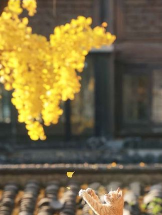 治愈人心又充满想象力的童诗让孩子读一读都是锦上添花#作文素材#作文#好书分享#写作技巧#家庭教育#