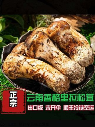 【正宗香格里拉松茸】顺丰空运冷链包邮新鲜精品奶浆菌#松茸 #松茸菌菇汤 #香格里拉松茸 #松茸鲜 #松茸怎么吃
