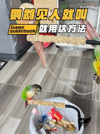今天团团圆圆见人就叫,把他们架在鸟架就安静多了,这方法挺有效的#新手如何养好鹦鹉 #创作者中心 #创作灵感 #鹦鹉 #小太阳鹦鹉