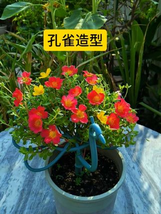 阔叶太阳花孔雀开屏造型#单瓣太阳花#太阳花孔雀开屏造型#爱生活爱养花