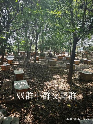 #养蜂技术 #蜜蜂养殖 #养蜂技术分享