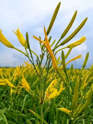 新鲜黄花菜!萱草蔬菜,当季金针菜!下饭菜 凉拌菜 #黄花菜 #好吃到停不下来优质农产品#好吃又营养 #美味又健康 #农产品 #我的美食分享
