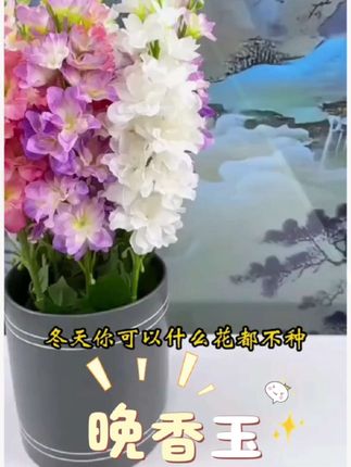 复花利器!多年生晚香玉种苗,今年种下年年香,越养开花越多 #晚香玉种球 #在家养花#花与生活