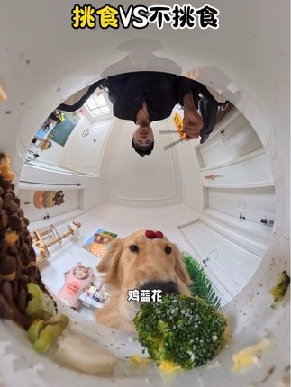 小莫:开饭晚喽,小狗周六依旧不挑食!(绿色蔬菜版) #狗狗的心思都写在脸上了 #万物可爱计划 #金毛小莫 #狗狗吃饭 #养狗的乐趣