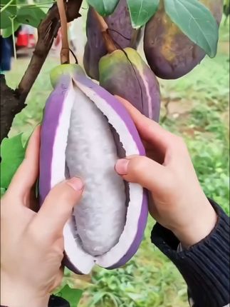 今年头茬的八月瓜可以吃了哟#新鲜采摘 #八月瓜 #八月瓜熟了 #软糯香甜 #你们吃过吗