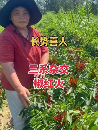 三系杂交—椒红火 产量高,抗病强!#新鲜辣椒 #辣椒种植 #辣椒基地 #新鲜采摘 #三农